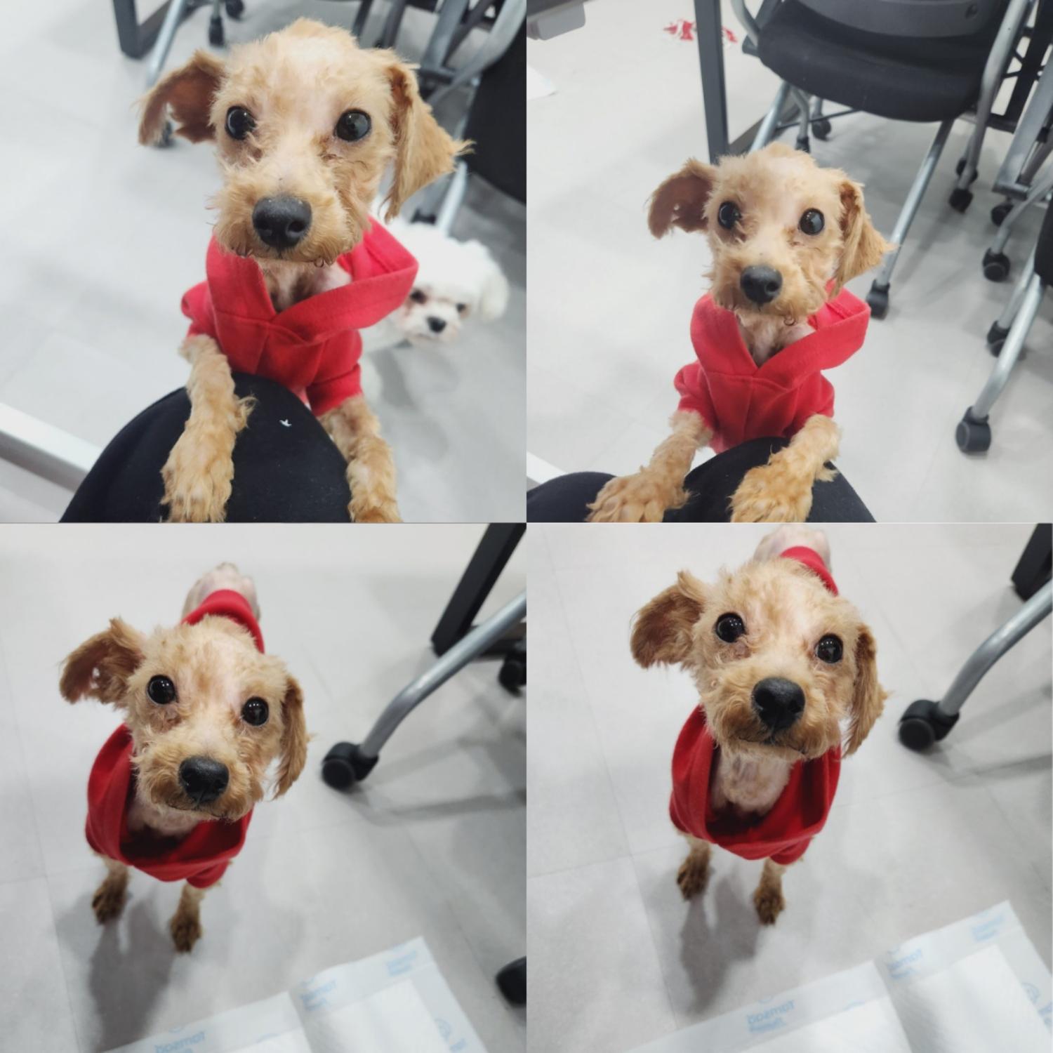 반려동물 입양센터_447508202400734
