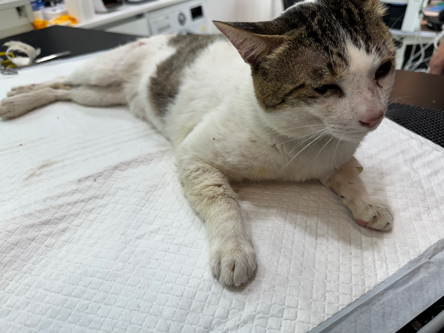 보호중 한국 고양이…
