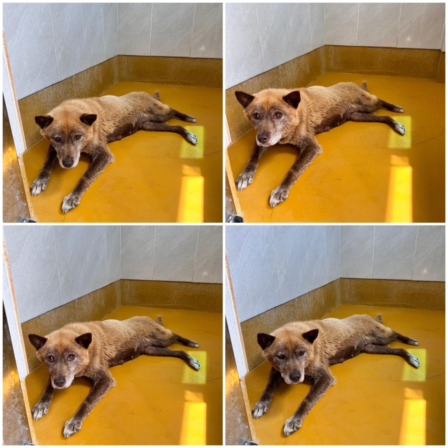 천안시 동물보호센터_444449202401390