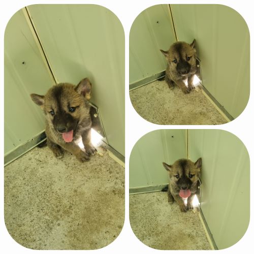 부안군 동물보호센터_445479202400535