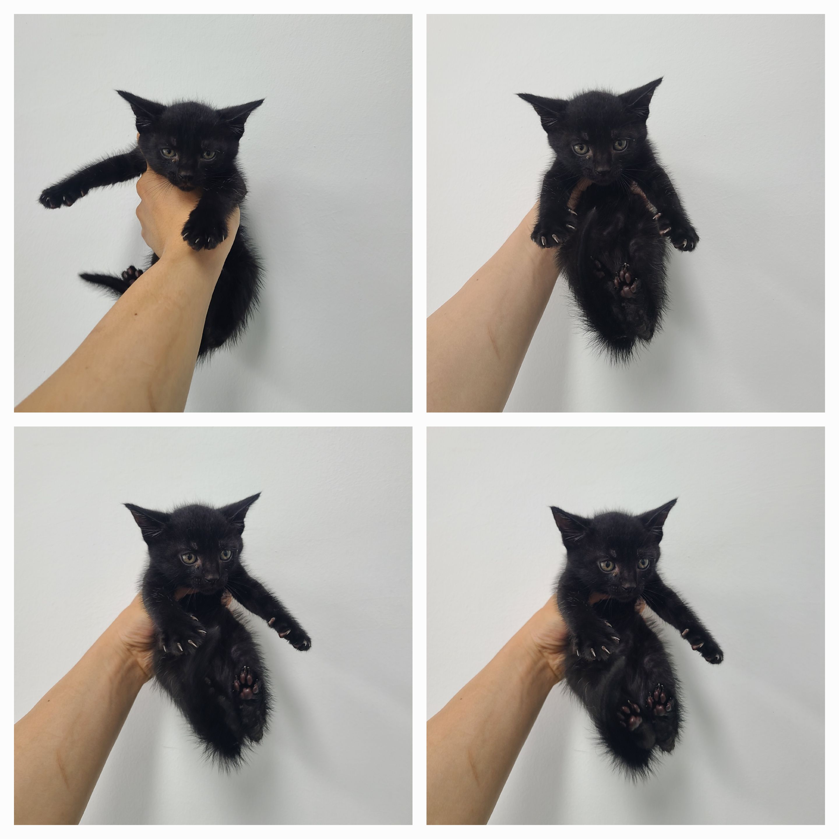 천안시 동물보호센터_444449202401389