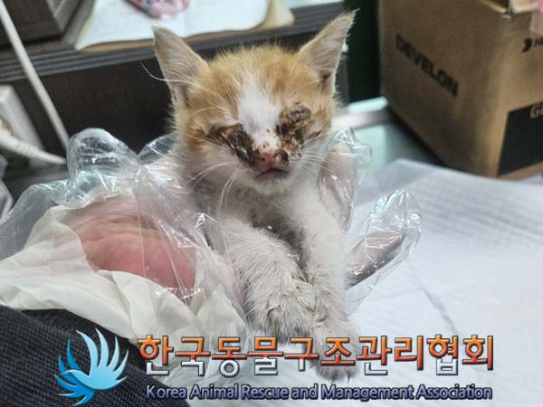 한국동물구조관리협회_441398202400251