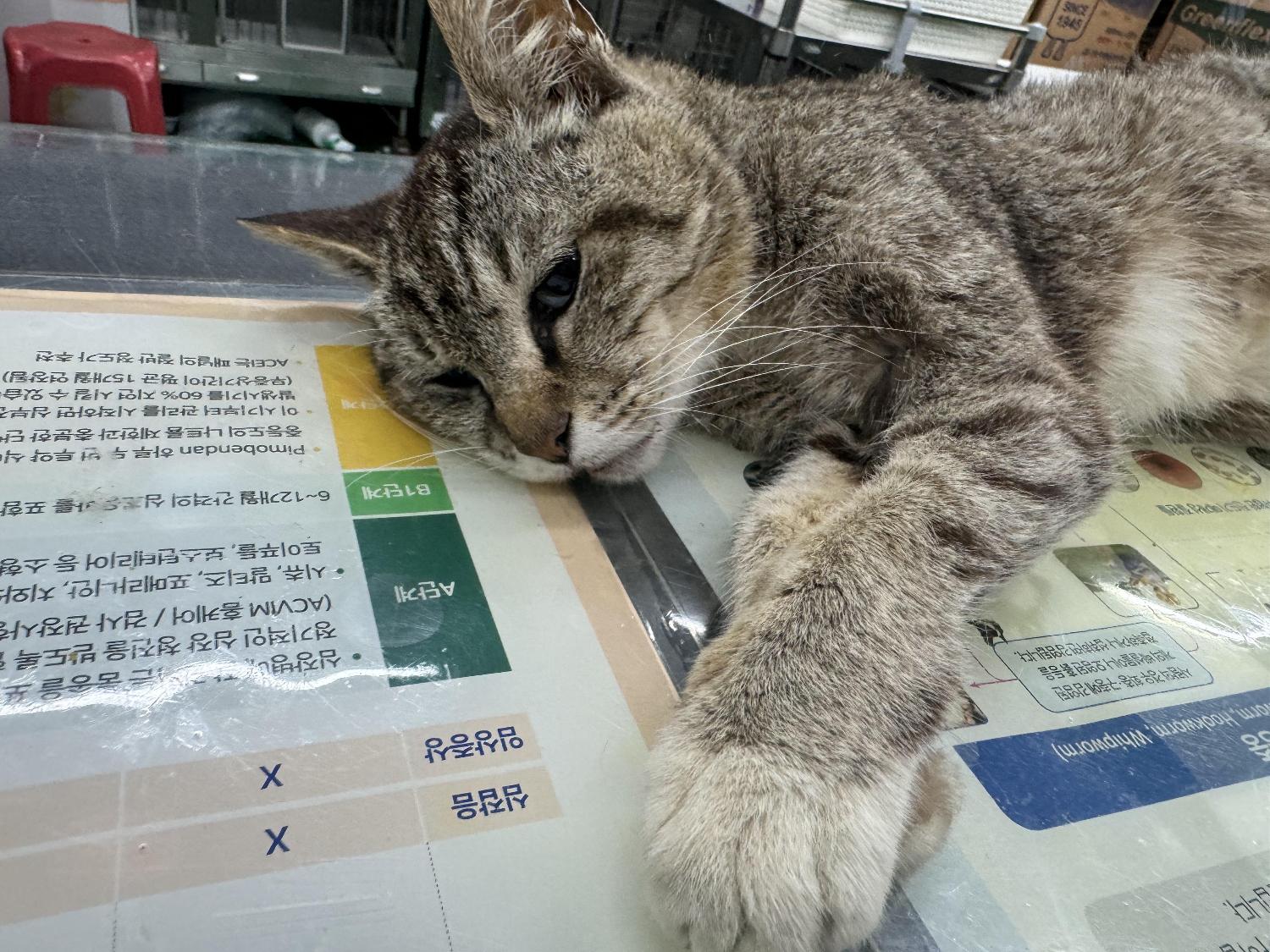 남부여동물보호소_444457202400498
