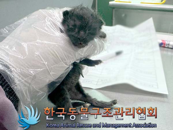 한국동물구조관리협회_411303202400264
