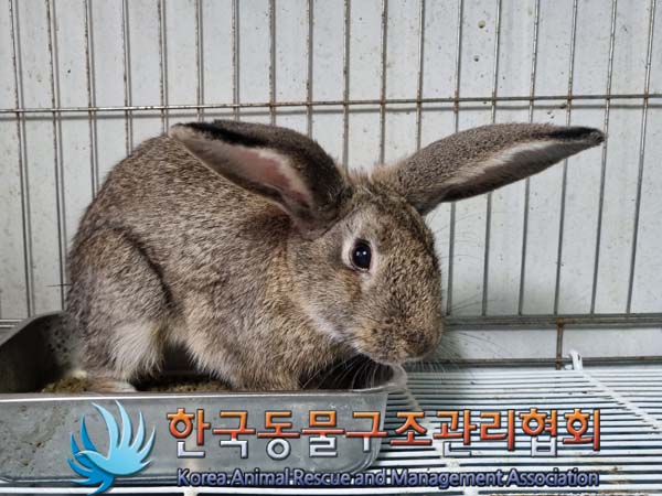 한국동물구조관리협회_441404202400346