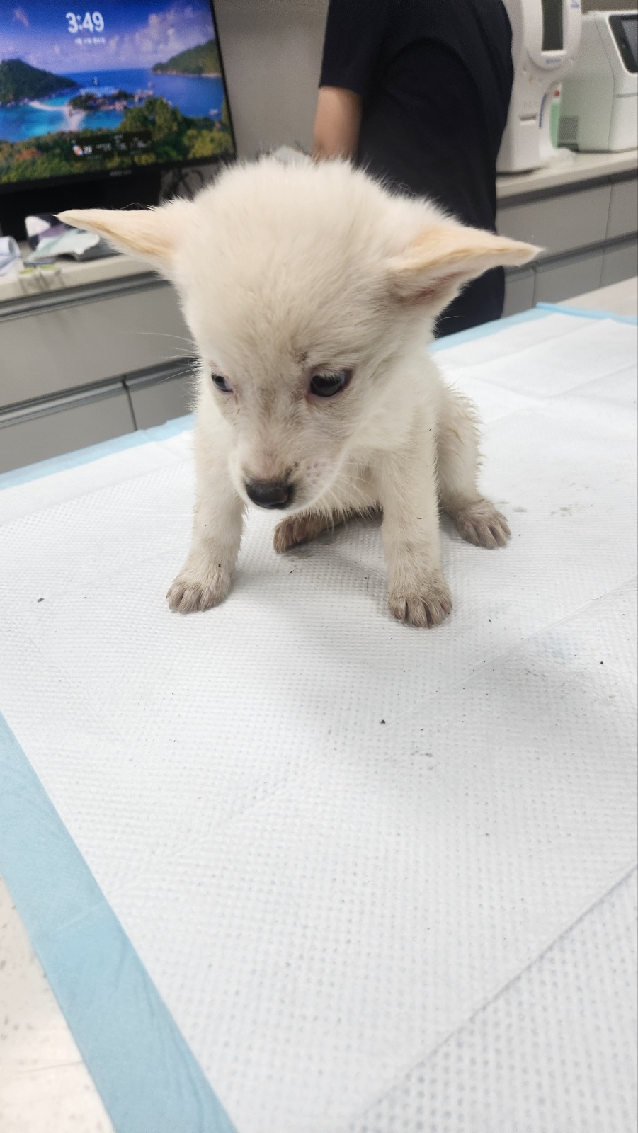 순천시유기동물보호소_446482202400465
