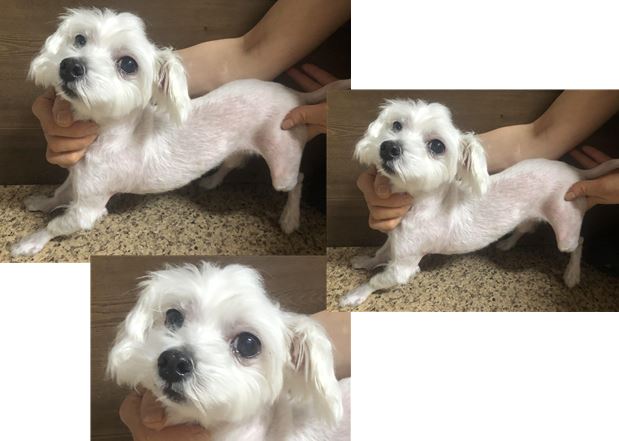 청조동물병원_426337202400193