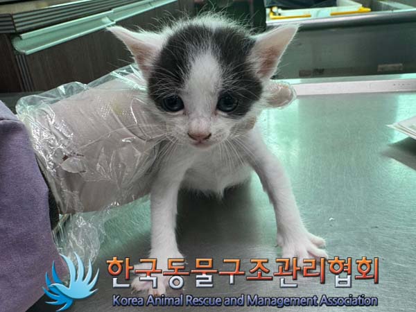 한국동물구조관리협회_441560202400676