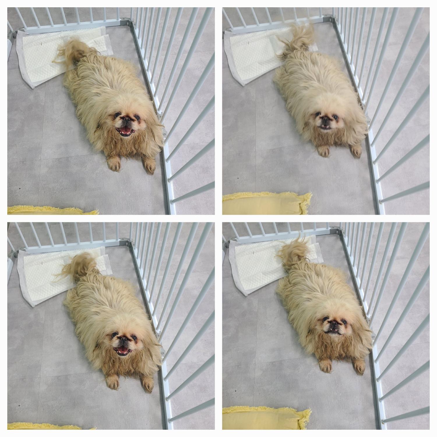 천안시 동물보호센터_444449202401392