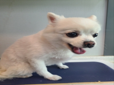 동부유기동물보호협회_426333202400459