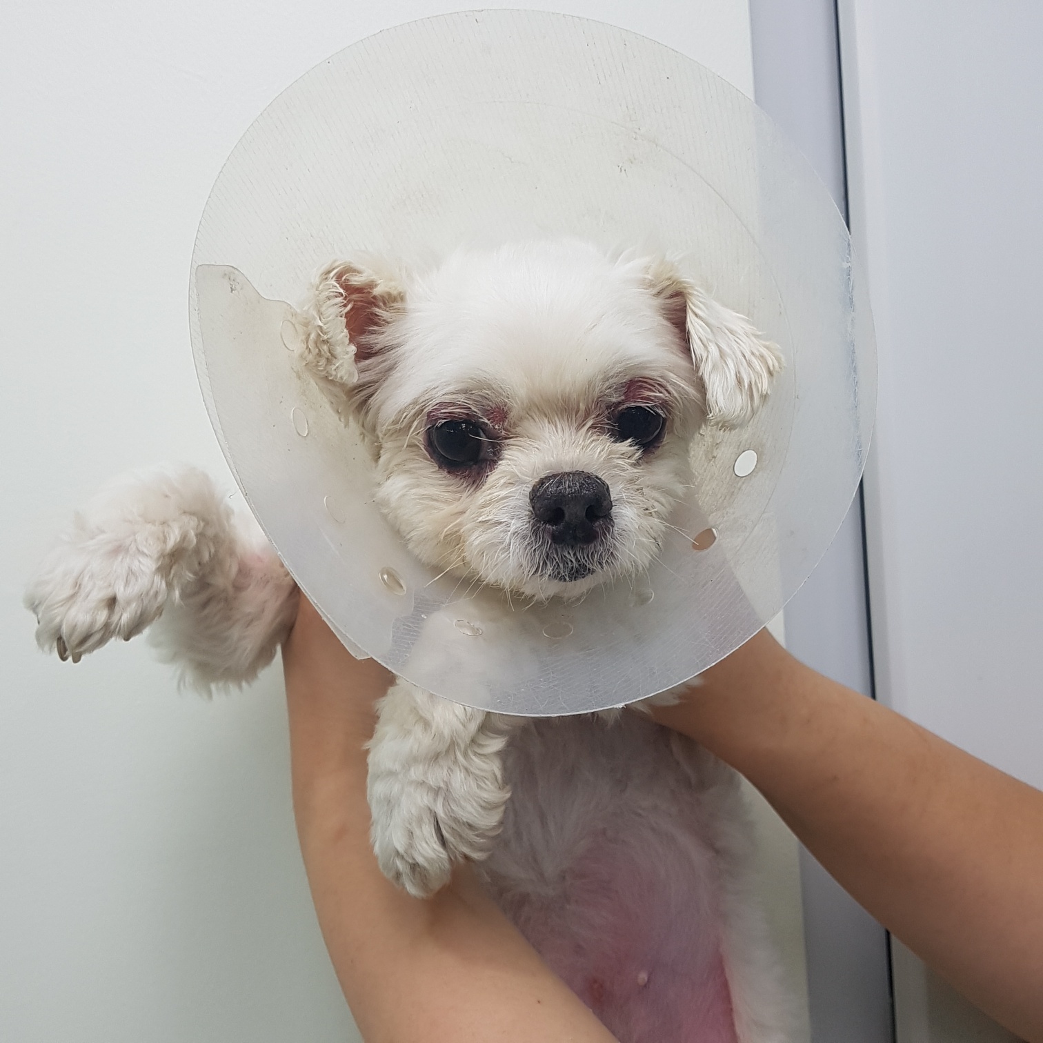 링크늘푸른동물병원_445464202402069