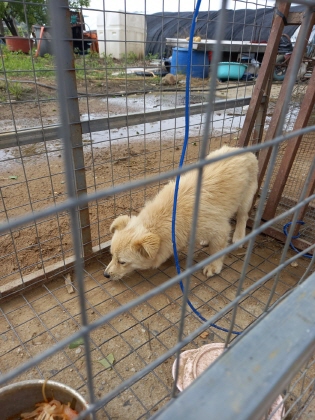 금일동물보호센터_444460202400689