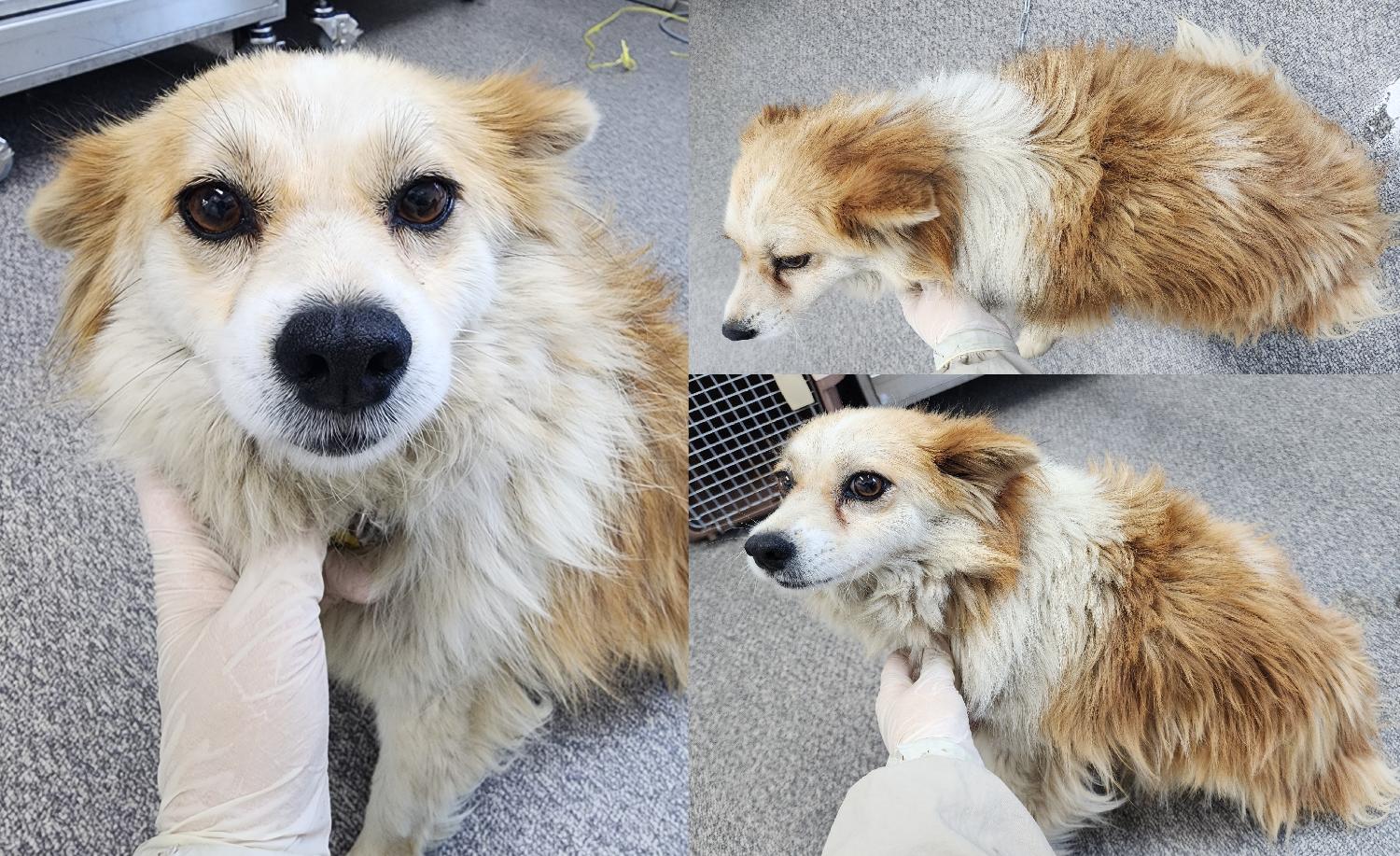 서산시 동물보호센터_444453202400872