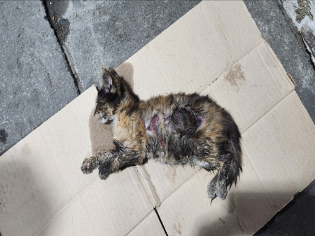 보호중 한국 고양이…
