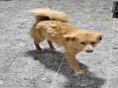원주시동물보호센터_442419202400380