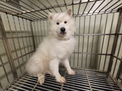 동부동물보호협회_426335202400172