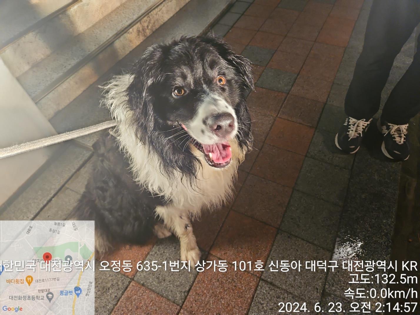 종료(반환) 믹스견…