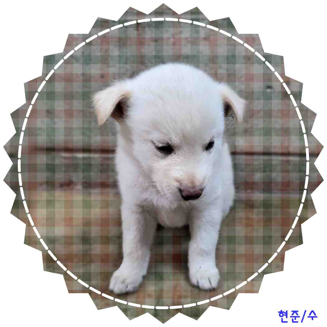 군산유기동물보호센터_445467202401227