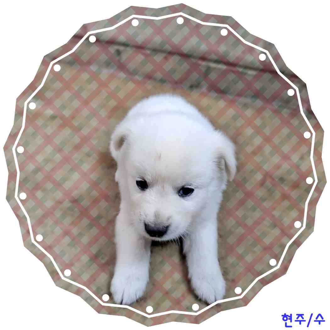 군산유기동물보호센터_445467202401228