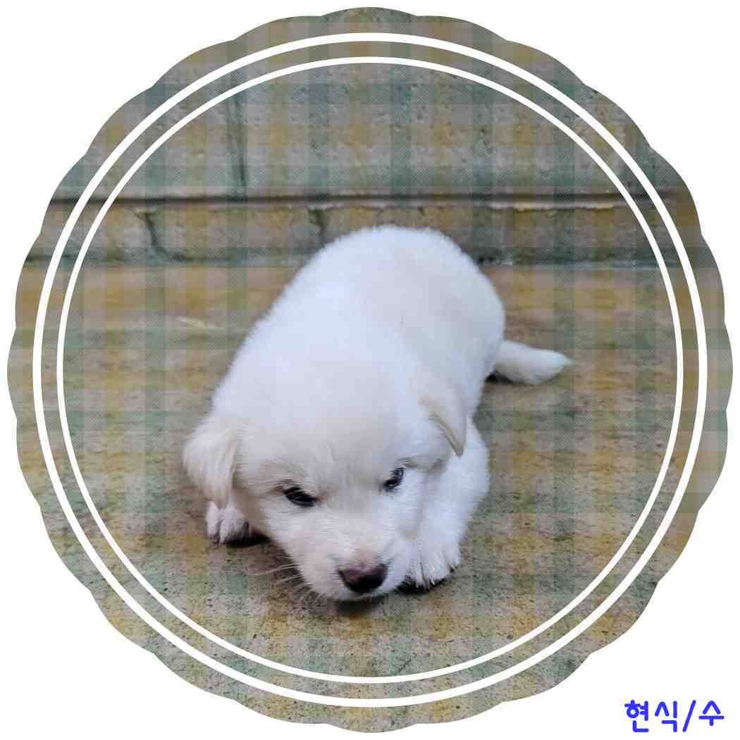 군산유기동물보호센터_445467202401226