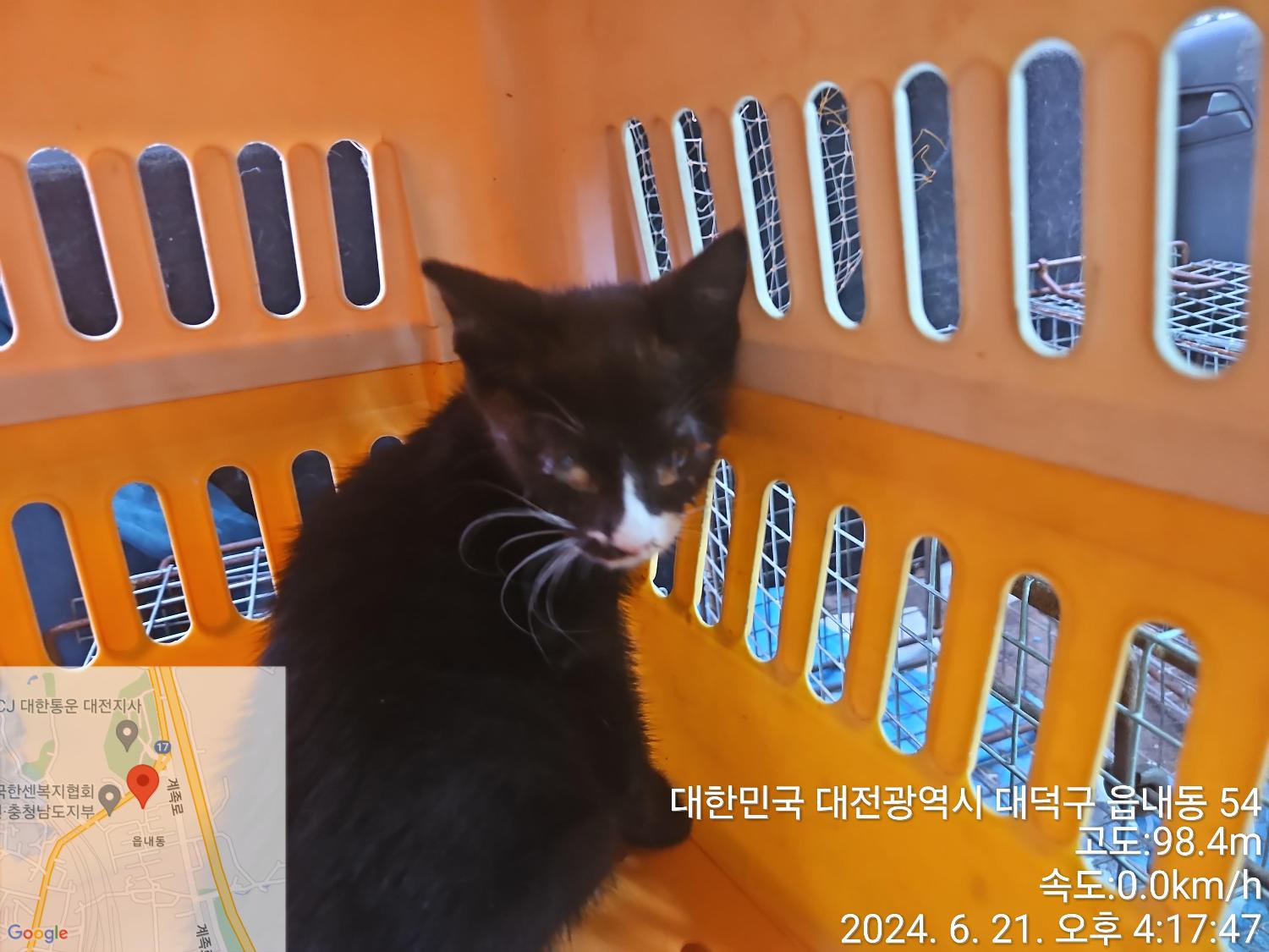 종료(안락사) 한국…