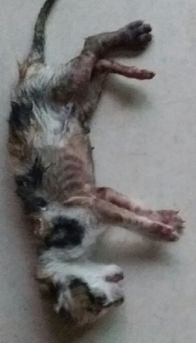 대구유기동물보호협회_427347202400537