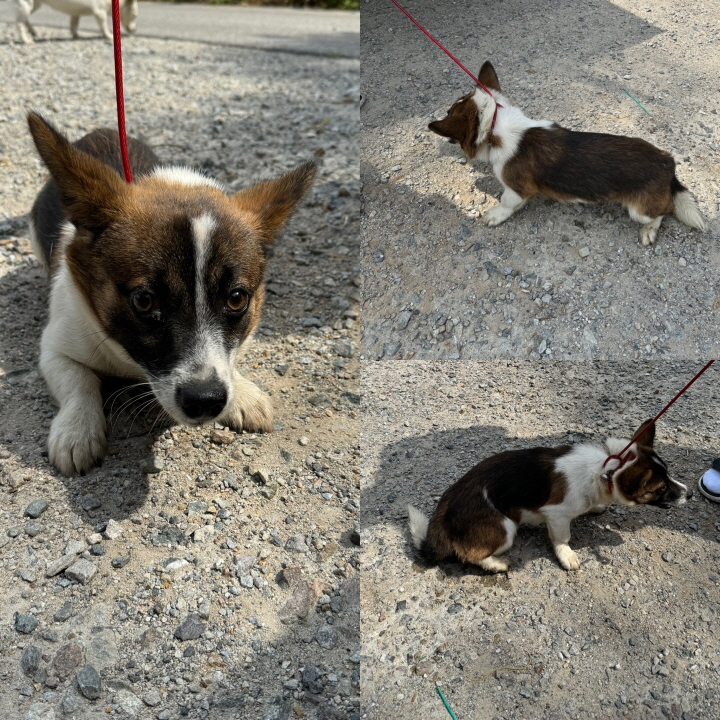 당진시동물보호소_444568202400317