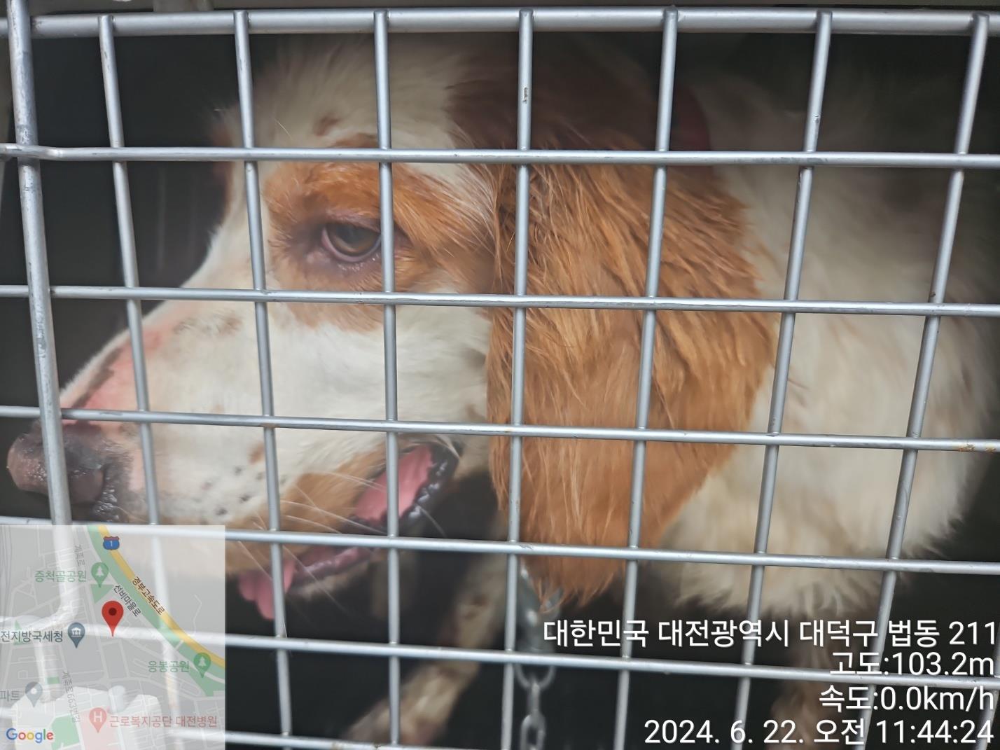 대전동물보호센터_430368202400296