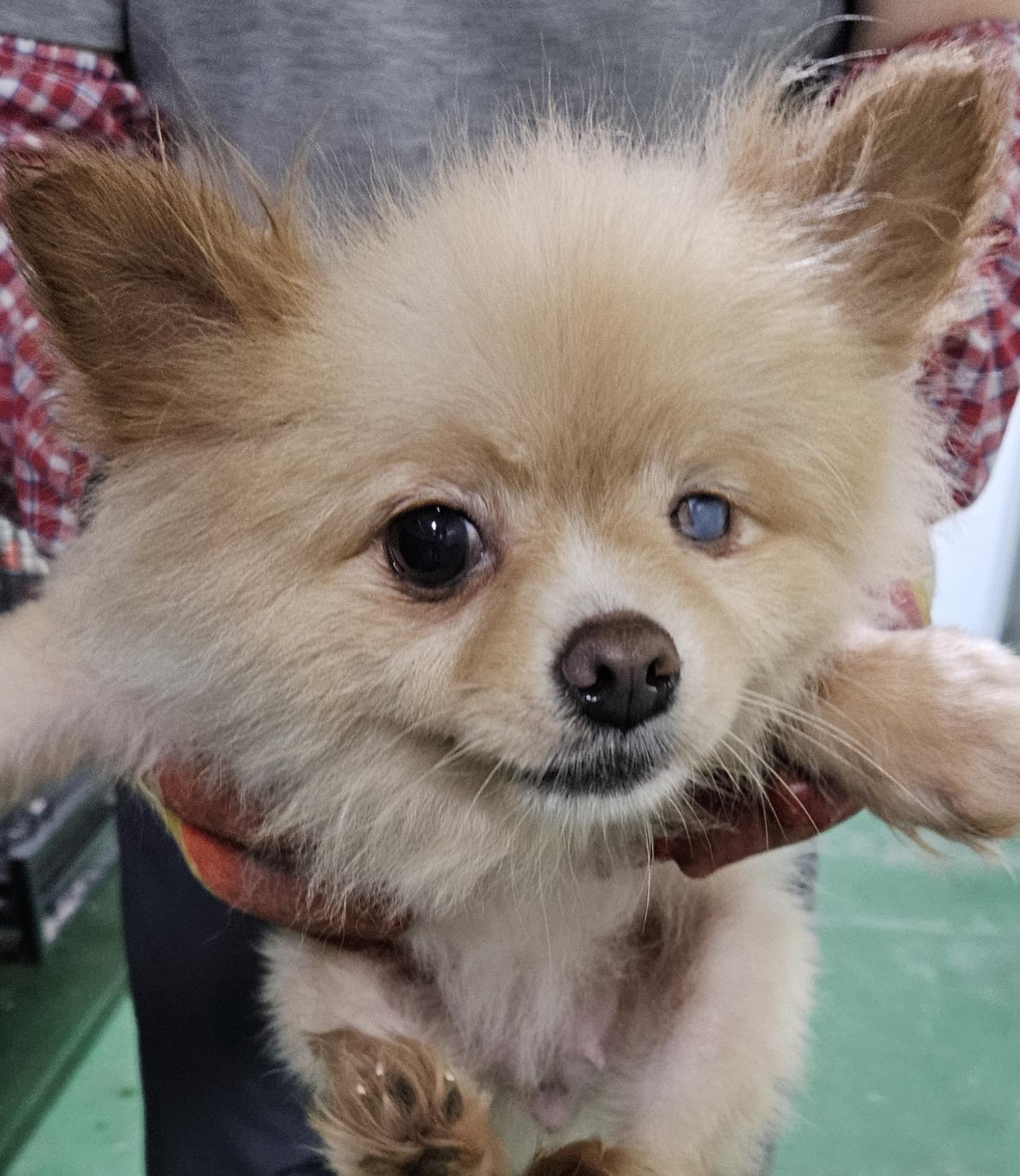 대구유기동물보호센터_427342202400614