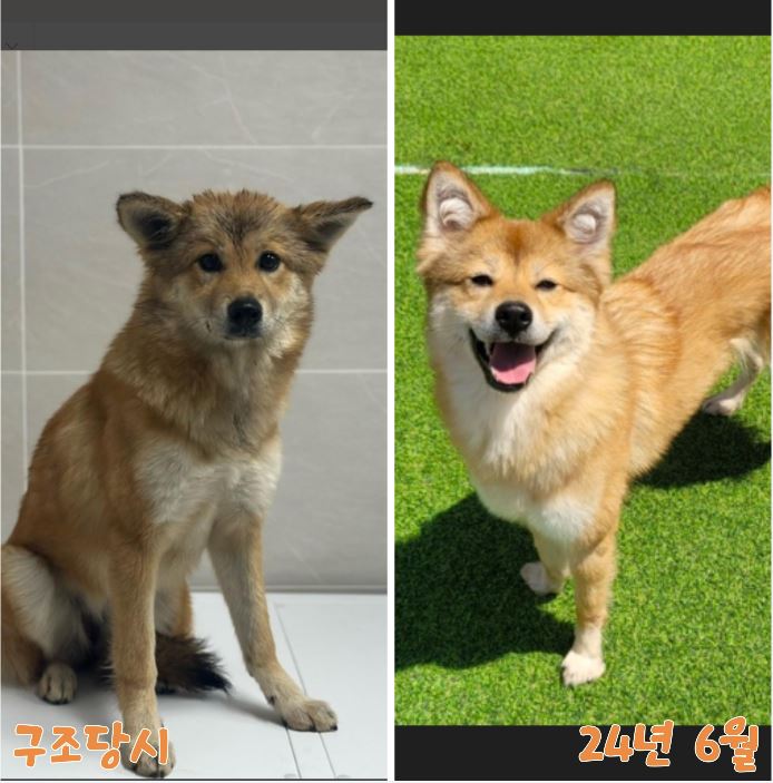 [개] 믹스견 경기-양평-2023-00368 유기동물 배경 이미지 입니다.