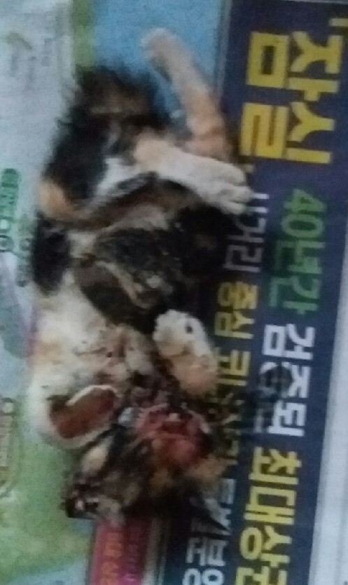 대구유기동물보호센터_427342202400615