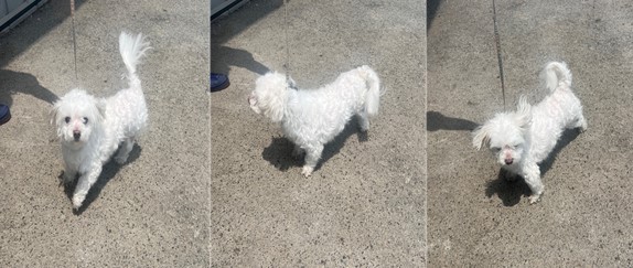 부산동물보호센터_426328202400139