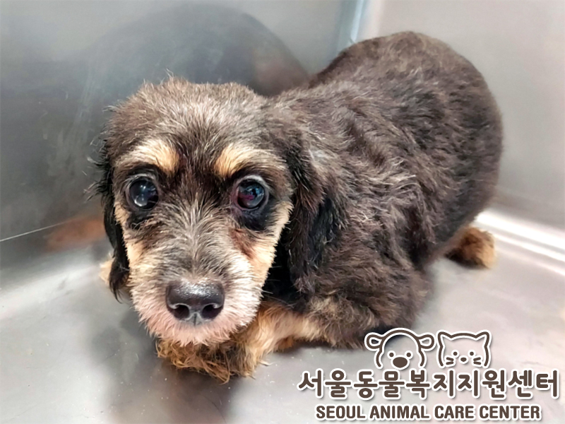 한국동물구조관리협회_411308202400489