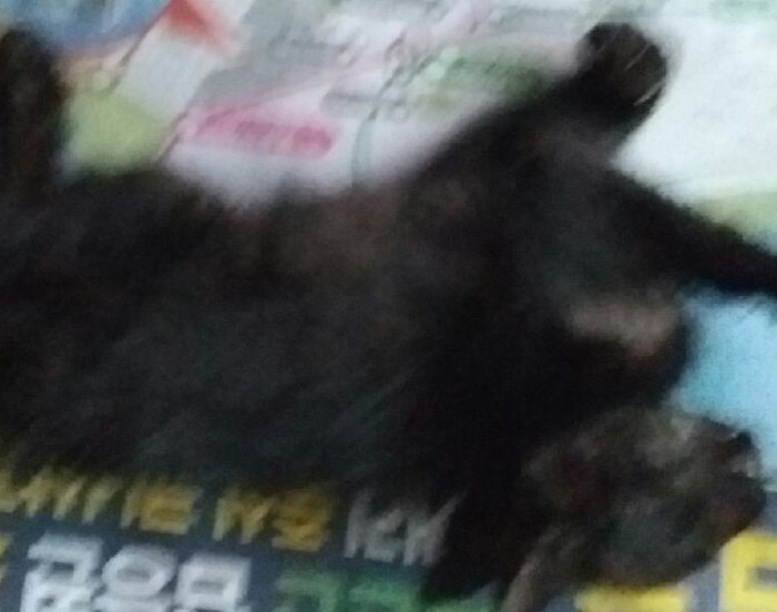 대구유기동물보호협회_427345202400363