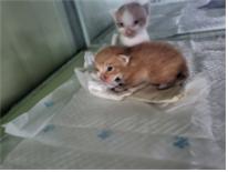 보호중 한국 고양이…