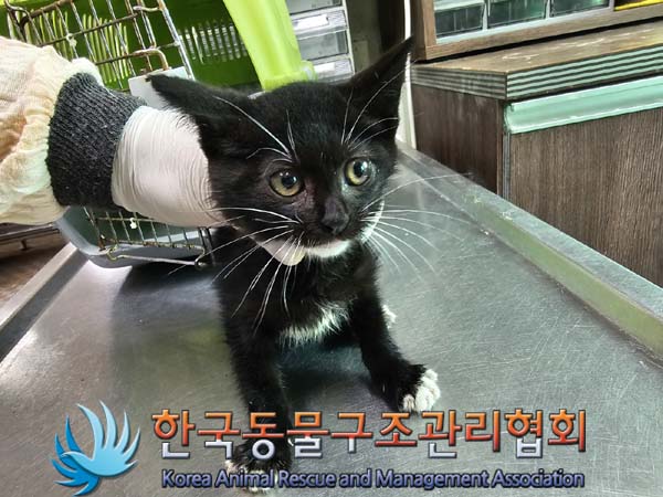 한국동물구조관리협회_411307202400319