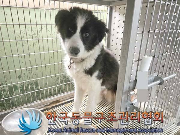 한국동물구조관리협회_441406202401126