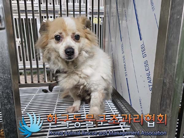 한국동물구조관리협회_411307202400318