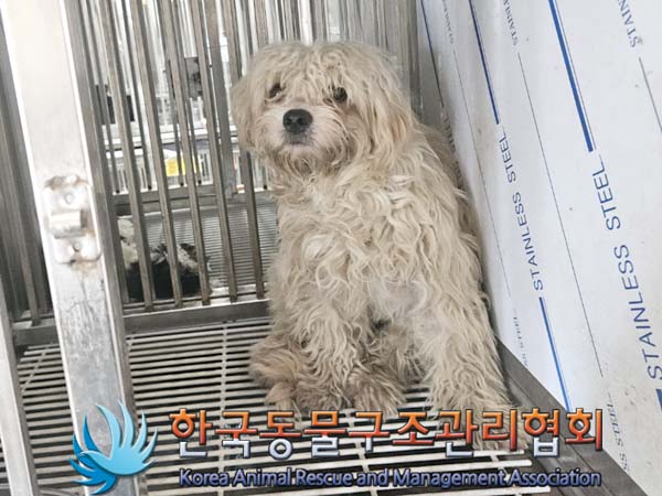 한국동물구조관리협회_441404202400361