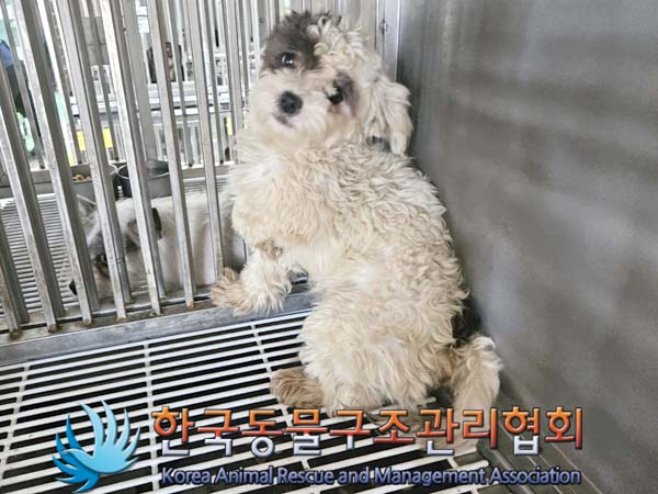 보호중 믹스견의 가…