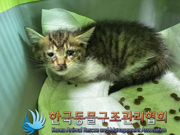 한국동물구조관리협회_411300202400273