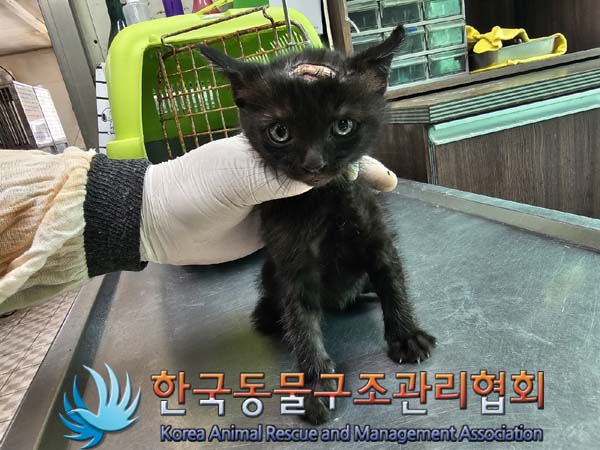 종료(입양) 한국 …