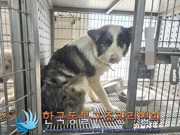 한국동물구조관리협회_441406202401131