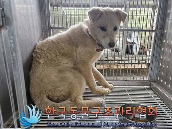 한국동물구조관리협회_441406202401143