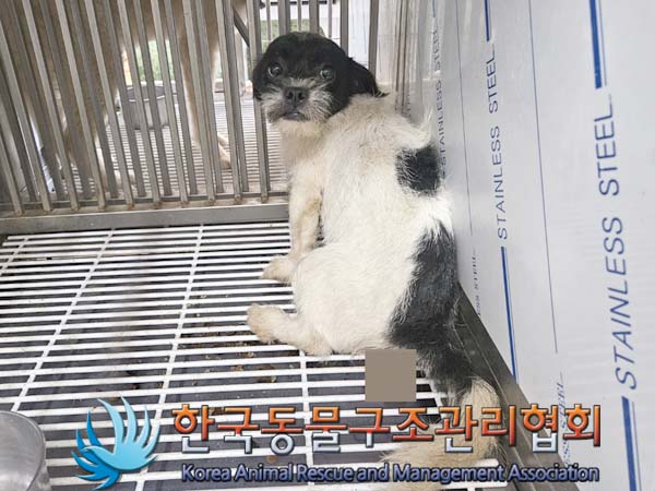 한국동물구조관리협회_441404202400358