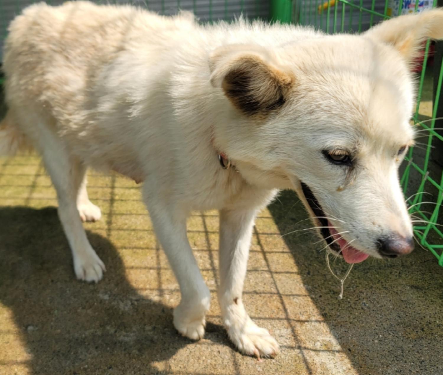 영천유기동물보호센터_447510202400485