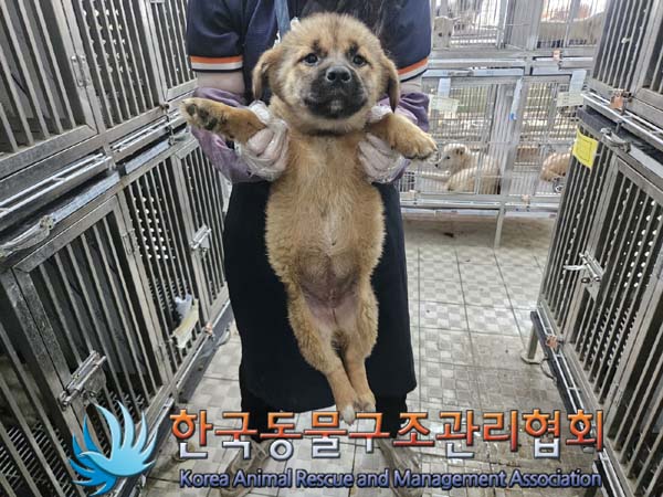 한국동물구조관리협회_441406202401135