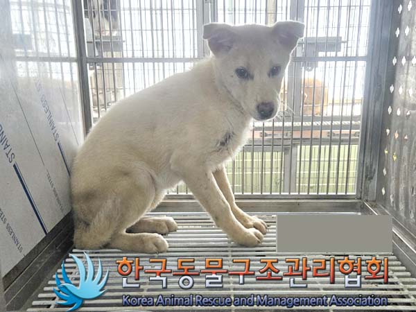 종료(안락사) 믹스…