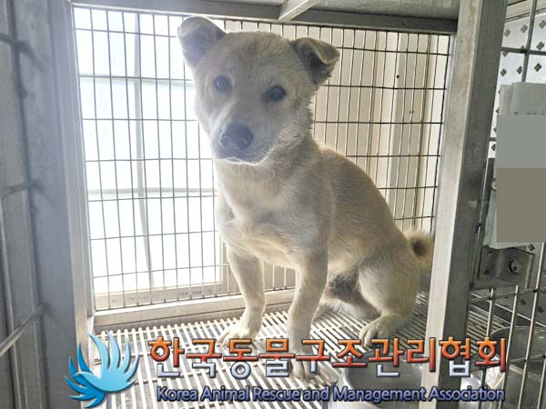 종료(안락사) 믹스…