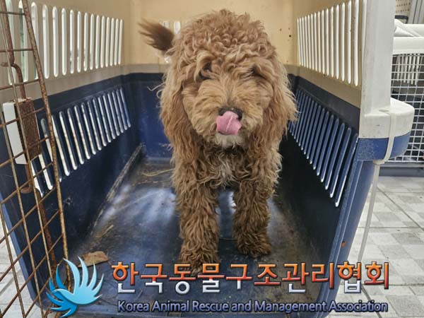 종료(기증) 푸들의…